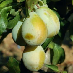 Kölle Bio Zwergreneklode 'Goldust'®, Topf 7,5 Liter 9 Kölle Bio Zwergreneklode 'Goldust'®, Topf 7,5 Liter -Compo Geschaft 0480670032 KB Zwergreneklode Golddust 115637