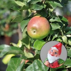 Compo Geschaft 37 Kölle Bio Zwergapfel 'Sundue'®, Topf 7,5 Liter