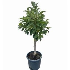 Kölle Bio Zwergsauerkirsche 'Cinderella®', Topf 7,5 Liter 7 Kölle Bio Zwergsauerkirsche 'Cinderella®', Topf 7,5 Liter -Compo Geschaft 0480670076 KB Zwergsauerkirsche Cinderella 3 115656