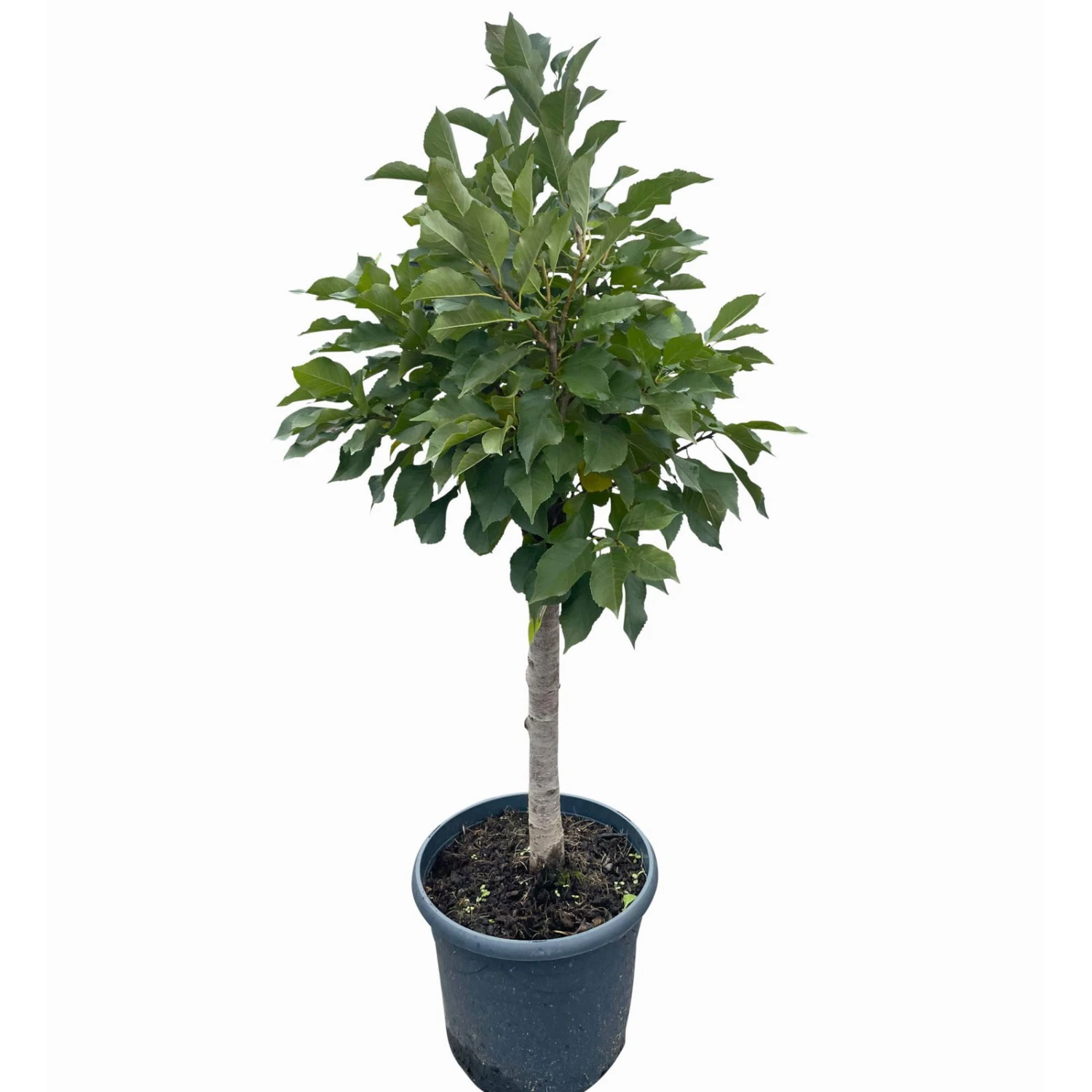 Kölle Bio Zwergsauerkirsche 'Cinderella®', Topf 7,5 Liter 3 Kölle Bio Zwergsauerkirsche 'Cinderella®', Topf 7,5 Liter – Bild 2