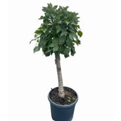 Kölle Bio Zwergsauerkirsche 'Cinderella®', Topf 7,5 Liter 8 Kölle Bio Zwergsauerkirsche 'Cinderella®', Topf 7,5 Liter -Compo Geschaft 0480670076 KB Zwergsauerkirsche Cinderella 6 115657