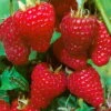 Herbsthimbeeren 'Zefa 3', 4er-Set, Topf Je 2 Liter -Compo Geschaft 0480900201 Herbsthimbeere Zefa 3 4er Set1 76446
