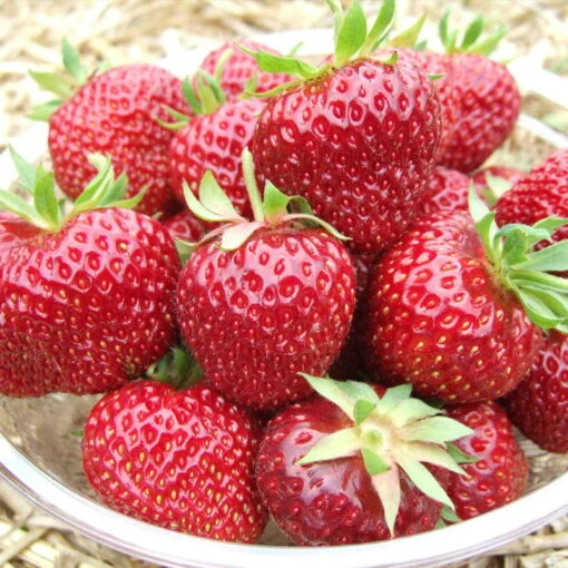 6er-Set Erdbeere Hummi® 'Aroma-Auslese', Je Im 9 Cm Topf 7 6er-Set Erdbeere Hummi® 'Aroma-Auslese', Je Im 9 Cm Topf -Compo Geschaft 0480910327 Hummi Aroma Auslese 12erTray T7WEB 24527