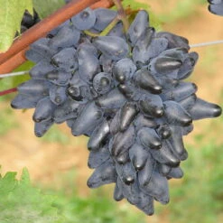 Tafeltraube 'Philipp®' -Compo Geschaft 0480930164 Koelles Beste Tafeltraube Phillip blau dattelfoermig RGB 2 6994