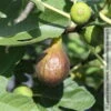 Feige 'Bornholm', Busch, Topf 5 Liter -Compo Geschaft 0480940140 Ficus Bornholm Bornholms Diamant Feige Busch 105180