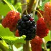 Maulbeere, Morus 'Mojo Berry'®, 3er-Set, Höhe 40-60 Cm, Topf 4,6 Liter -Compo Geschaft 0480950692 Morus rot Mojo Berry 3er Set 99630
