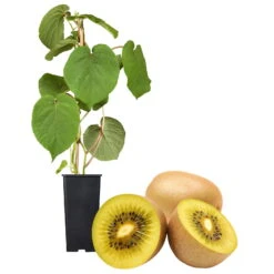 Gelbfruchtige Kiwi 'Golden Kiwi', 2er-Set, Topf 15 Cm Ø 11 Gelbfruchtige Kiwi 'Golden Kiwi', 2er-Set, Topf 15 Cm Ø -Compo Geschaft 0480960140 Golden Kiwi Set inkl Befruchtersorte neu 88604