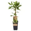 Weibliche Minikiwi 'Geneva', 2er-Set, Topf 15 Cm Ø -Compo Geschaft 0480960152 Actinidia arguta Geneva 2er Set Kiwi weibl 030040 15er Topf WEB 98300