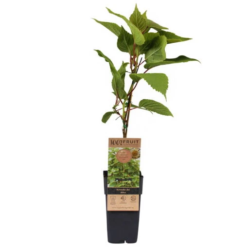Männliche Kiwi 'Atlas', Topf-Ø 15 Cm, 2er-Set 4 Männliche Kiwi 'Atlas', Topf-Ø 15 Cm, 2er-Set -Compo Geschaft 0480960156 Actinidia chin Atlas 2er Set Kiwi maennl 030040 15er Topf WEB 98304