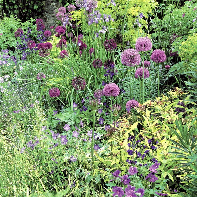 Zierlauchpaket 70 Alliumzwiebeln 4 Zierlauchpaket 70 Alliumzwiebeln – Bild 2