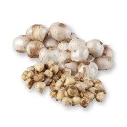 Zierlauchpaket 70 Alliumzwiebeln 7 Zierlauchpaket 70 Alliumzwiebeln -Compo Geschaft 0720800124 koelles beste allium kollektion zierlauch verschiedene sorten 70stueck gesamt 2673