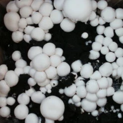 Bio Fertig-Pilzzuchtset Champignon 10 Bio Fertig-Pilzzuchtset Champignon -Compo Geschaft 0740400018 BIO Fertig Pilzzuchtset Champignon 2 32242