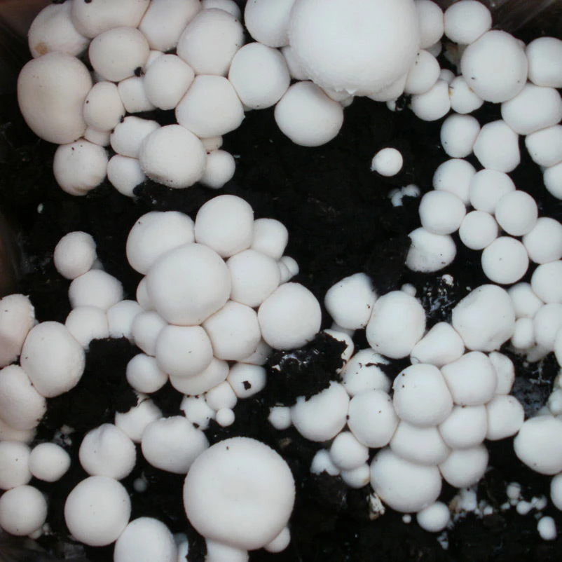 Bio Fertig-Pilzzuchtset Champignon 6 Bio Fertig-Pilzzuchtset Champignon – Bild 4