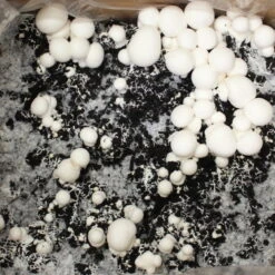 Bio Fertig-Pilzzuchtset Champignon 9 Bio Fertig-Pilzzuchtset Champignon -Compo Geschaft 0740400018 BIO Fertig Pilzzuchtset Champignon 32241