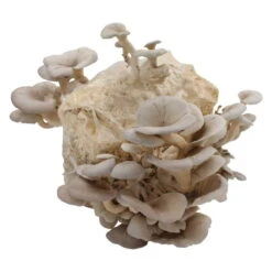 Bio Home Pilzzuchtset Für Austernpilze -Compo Geschaft 0740400024 BIO Home Pilzzuchtset Austernpilz 2 32252