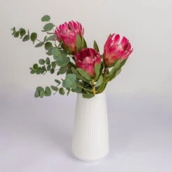 Blumenbund Protea 'Silvia' & Eukalyptus, Inkl. Gratis Grußkarte 7 Blumenbund Protea 'Silvia' & Eukalyptus, Inkl. Gratis Grußkarte -Compo Geschaft 1025700018 Strauss Protea Silvia mit Cinerea 2 102267