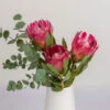 Blumenbund Protea 'Silvia' & Eukalyptus, Inkl. Gratis Grußkarte 2 Blumenbund Protea 'Silvia' & Eukalyptus, Inkl. Gratis Grußkarte -Compo Geschaft 1025700018 Strauss Protea Silvia mit Cinerea 102268