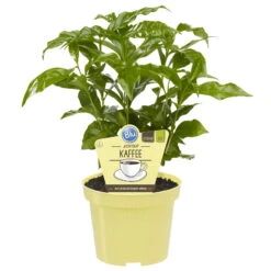 Compo Geschaft -Compo Geschaft 1610200353 blu bio kaffee echter 1 122663