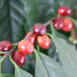 Compo Geschaft 39 Blu Bio Kaffeepflanze, Topf-Ø 12 Cm, 2er Set