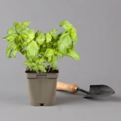 Küchenkräuter Basilikum, Oregano & Petersilie, Topf 11x11 Cm, Inkl. Greenbar® -Compo Geschaft 1610300383 basilikum Greenbar Kuechenkraeuter Kasten Anthrazit und 3Kraeuter 122886