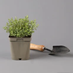 Küchenkräuter Basilikum, Oregano & Petersilie, Topf 11x11 Cm, Inkl. Greenbar® -Compo Geschaft 1610300383 oregano Greenbar Kuechenkraeuter Kasten Anthrazit und 3Kraeuter 122885