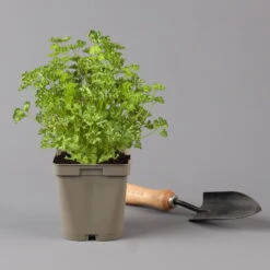 Küchenkräuter Basilikum, Oregano & Petersilie, Topf 11x11 Cm, Inkl. Greenbar® -Compo Geschaft 1610300383 petersilie Greenbar Kuechenkraeuter Kasten Anthrazit und 3Kraeuter 122884