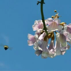 Bio Blauglockenbaum, Co2-Klimabaum 'NordMax21‘ ®, Topf-Ø 15 Cm -Compo Geschaft 1615100163 Blu Klimabaum 10 121713