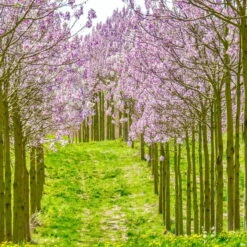 Bio Blauglockenbaum, Co2-Klimabaum 'NordMax21‘ ®, Topf-Ø 15 Cm -Compo Geschaft 1615100163 Blu Klimabaum 11 121714