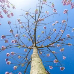 Bio Blauglockenbaum, Co2-Klimabaum 'NordMax21‘ ®, Topf-Ø 15 Cm -Compo Geschaft 1615100163 Blu Klimabaum 12 121715