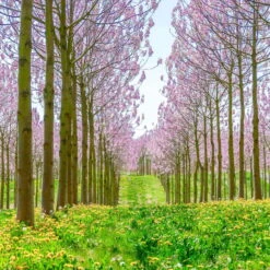 Bio Blauglockenbaum, Co2-Klimabaum 'NordMax21‘ ®, Topf-Ø 15 Cm -Compo Geschaft 1615100163 Blu Klimabaum 13 121722