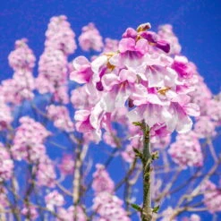 Bio Blauglockenbaum, Co2-Klimabaum 'NordMax21‘ ®, Topf-Ø 15 Cm -Compo Geschaft 1615100163 Blu Klimabaum 16 121712