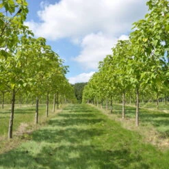 Bio Blauglockenbaum, Co2-Klimabaum 'NordMax21‘ ®, Topf-Ø 15 Cm -Compo Geschaft 1615100163 Blu Klimabaum 3 121719