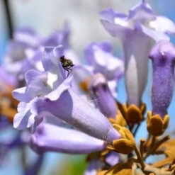 Bio Blauglockenbaum, Co2-Klimabaum 'NordMax21‘ ®, Topf-Ø 15 Cm -Compo Geschaft 1615100163 Blu Klimabaum 7 121723