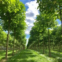 Bio Blauglockenbaum, Co2-Klimabaum 'NordMax21‘ ®, Topf-Ø 15 Cm -Compo Geschaft 1615100163 Blu Klimabaum 9 121709