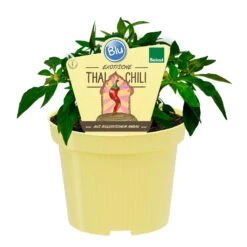 Blu Bio Chili 'Thai Chili F1', Topf-Ø 15 Cm, 3er Set -Compo Geschaft 1620330133 Blu Bio Thai Chili T15 3er Set mit Fruechte 1 124312