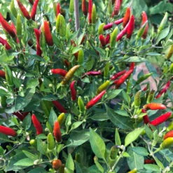 Blu Bio Chili 'Thai Chili F1', Topf-Ø 15 Cm, 3er Set -Compo Geschaft 1620330133 Blu Bio Thai Chili T15 3er Set mit Fruechte 2 124314