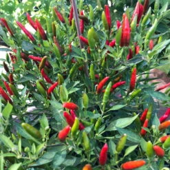 Blu Bio Chili 'Thai Chili F1', Topf-Ø 15 Cm, 3er Set -Compo Geschaft 1620330133 Blu Bio Thai Chili T15 3er Set mit Fruechte 3 124313