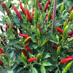 Blu Bio Chili 'Thai Chili F1', Topf-Ø 15 Cm, 3er Set -Compo Geschaft 1620330133 Blu Bio Thai Chili T15 3er Set mit Fruechte 4 124318