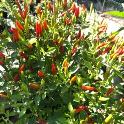 Blu Bio Chili 'Thai Chili F1', Topf-Ø 15 Cm, 3er Set -Compo Geschaft 1620330133 Blu Bio Thai Chili T15 3er Set mit Fruechte 7 124317