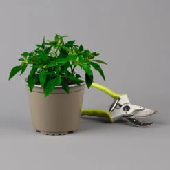 Blu Bio Chili 'Thai Chili F1', Topf-Ø 15 Cm, 3er Set -Compo Geschaft 1620330133 Blu Bio Thai Chili T15 3er Set mit Fruechte 124315