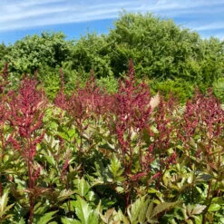 Bio Prachtspiere Rot, Topf-Ø 11 Cm, 3er-Set -Compo Geschaft 319100263 astilbe arendsii rot 1 123842