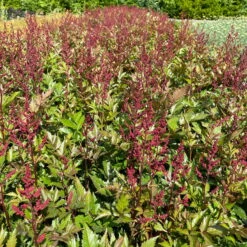 Bio Prachtspiere Rot, Topf-Ø 11 Cm, 3er-Set -Compo Geschaft 319100263 astilbe arendsii rot 3 123844