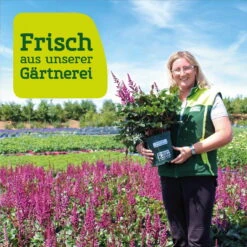 Bio Gelenkblume Rosa, Topf-Ø 11 Cm, 3er-Set -Compo Geschaft frau setz eigenproduktion 54
