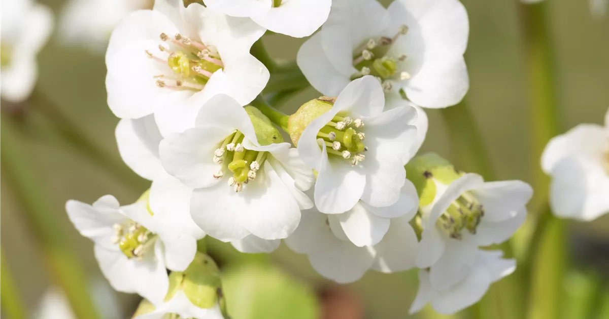 Compo Geschaft 9 Compo Geschaft -Compo Geschaft Bergenia cordifolia weiss 1200x630 proportionalsmallest